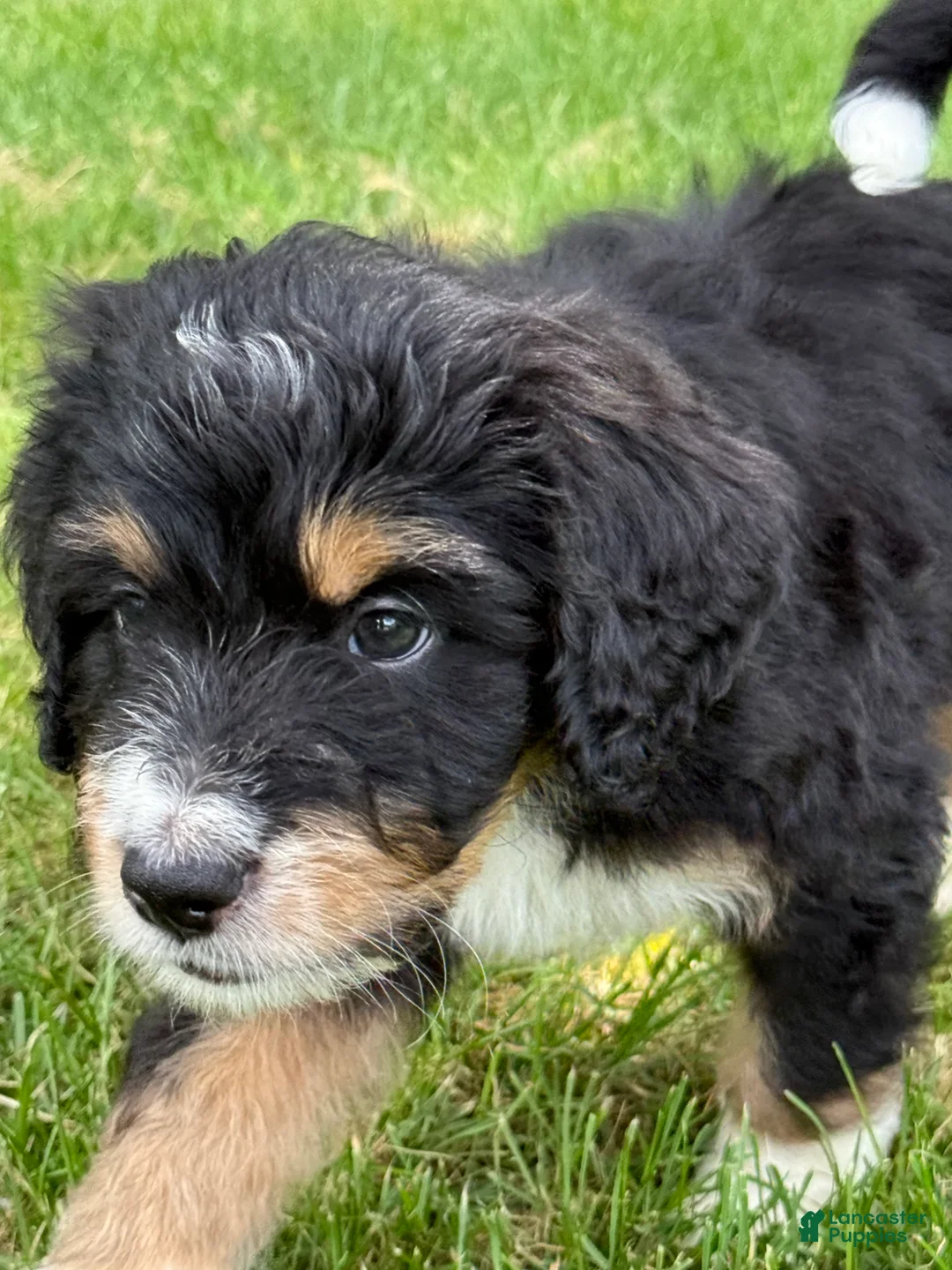 Bernedoodle dogs for sale: Chip - Ad 2