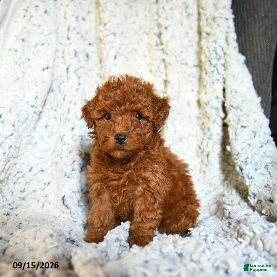 Toy Poodle dogs Bubblegum - Ad 1