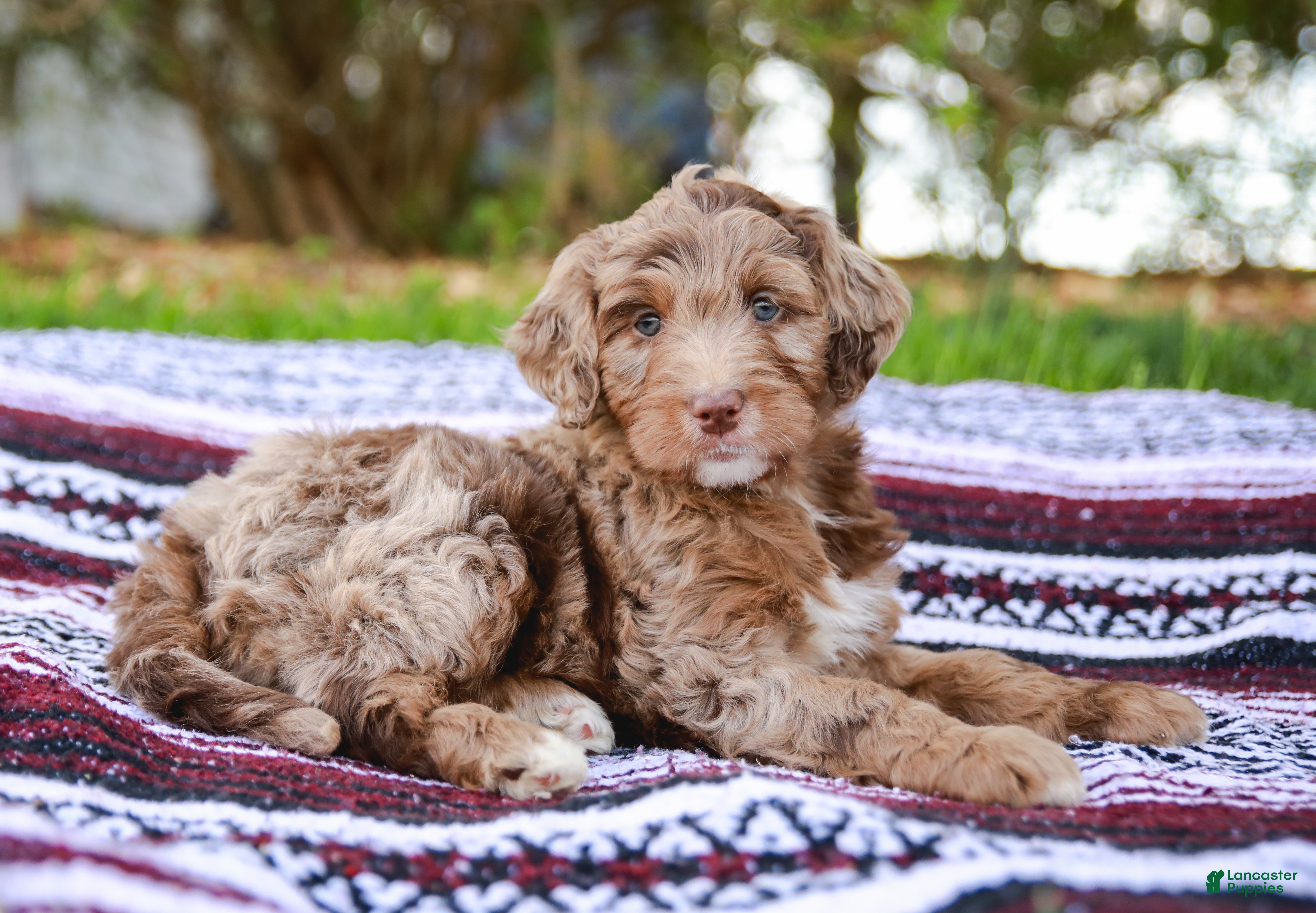 Aussiedoodle dogs Ryder Standard - Ad 2