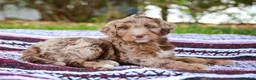 Aussiedoodle dogs for sale: Ryder Standard - Ad 2