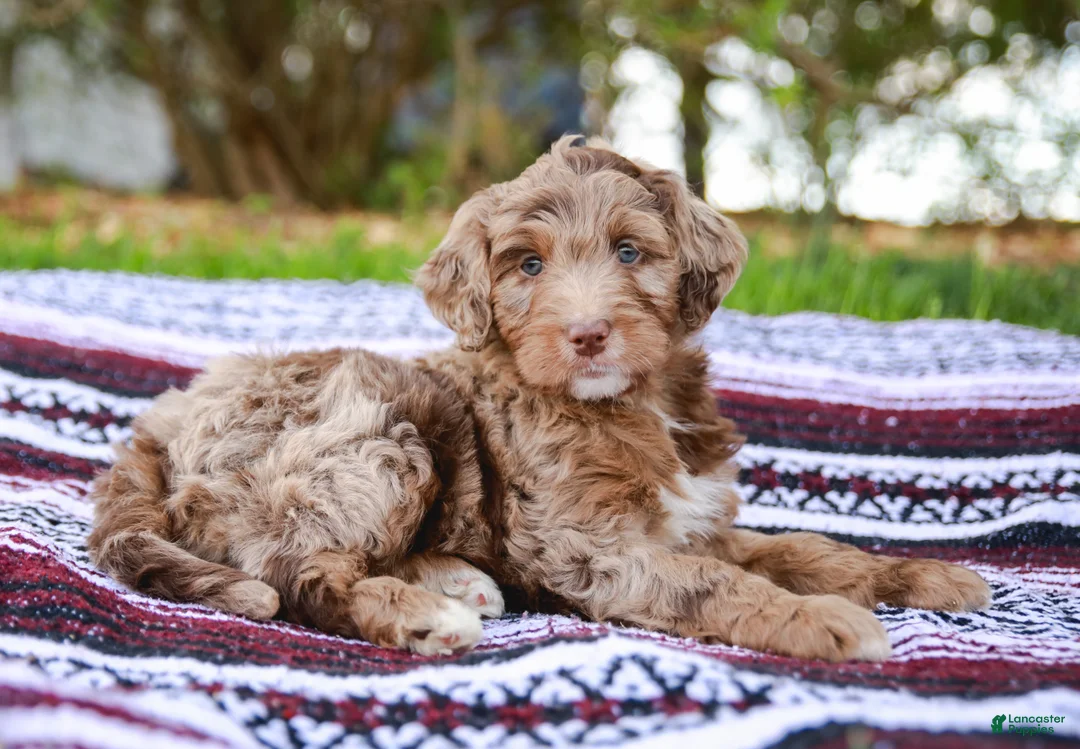 Aussiedoodle dogs for sale: Ryder Standard - Ad 2