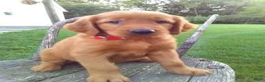 Bryce