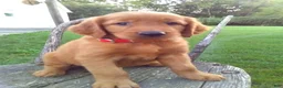 Golden Retriever dogs for sale: Bryce - Ad 1