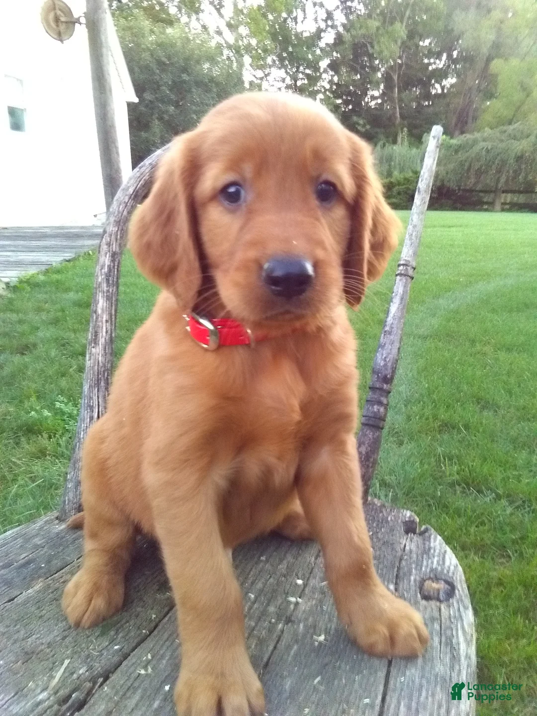 Golden Retriever dogs for sale: Bryce - Ad 1