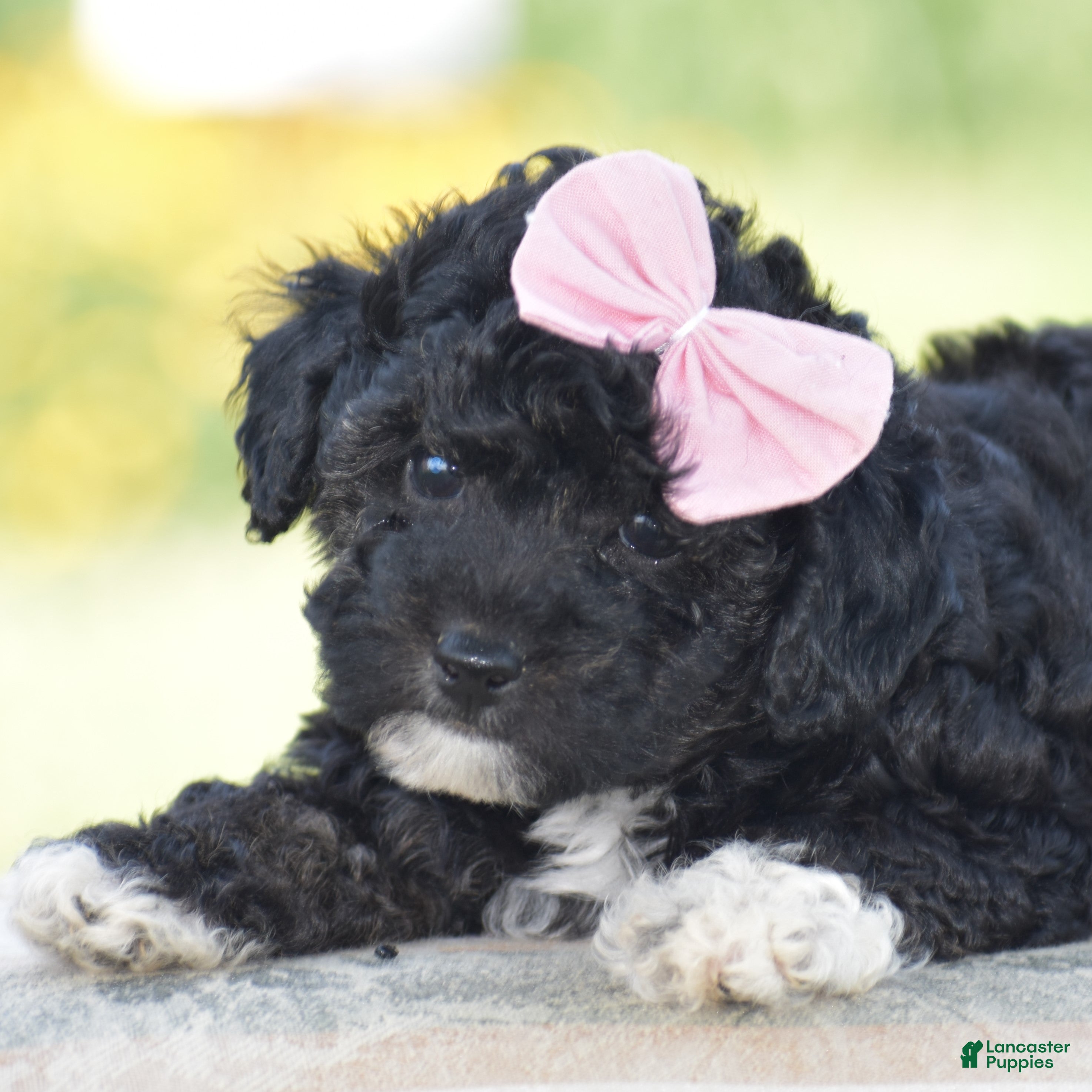 Yorkiepoo dogs Crystal - Ad 1