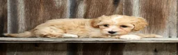 Maltipoo dogs for sale: Roscoe - Ad 4