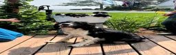 English Springer Spaniel dogs for sale: Rowdy - Ad 4