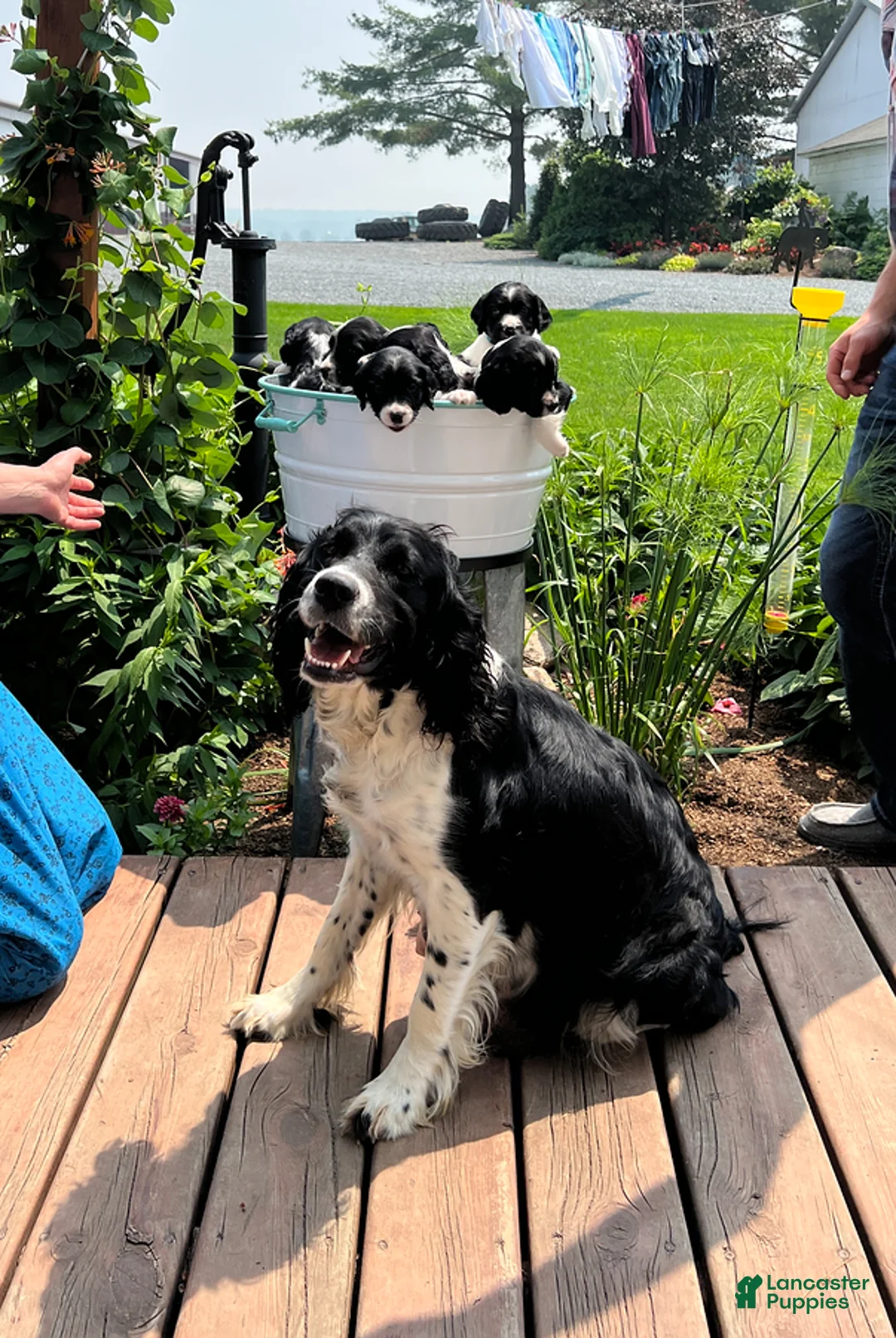 English Springer Spaniel dogs for sale: Rowdy - Ad 4