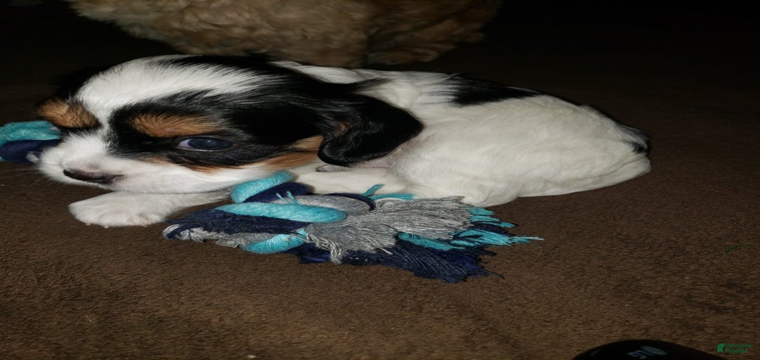 Gallery Image {{count}}