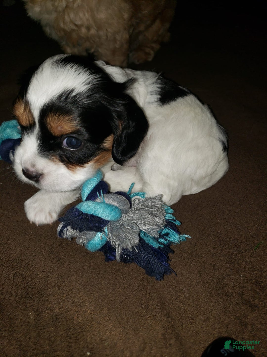 Gallery Image {{count}}