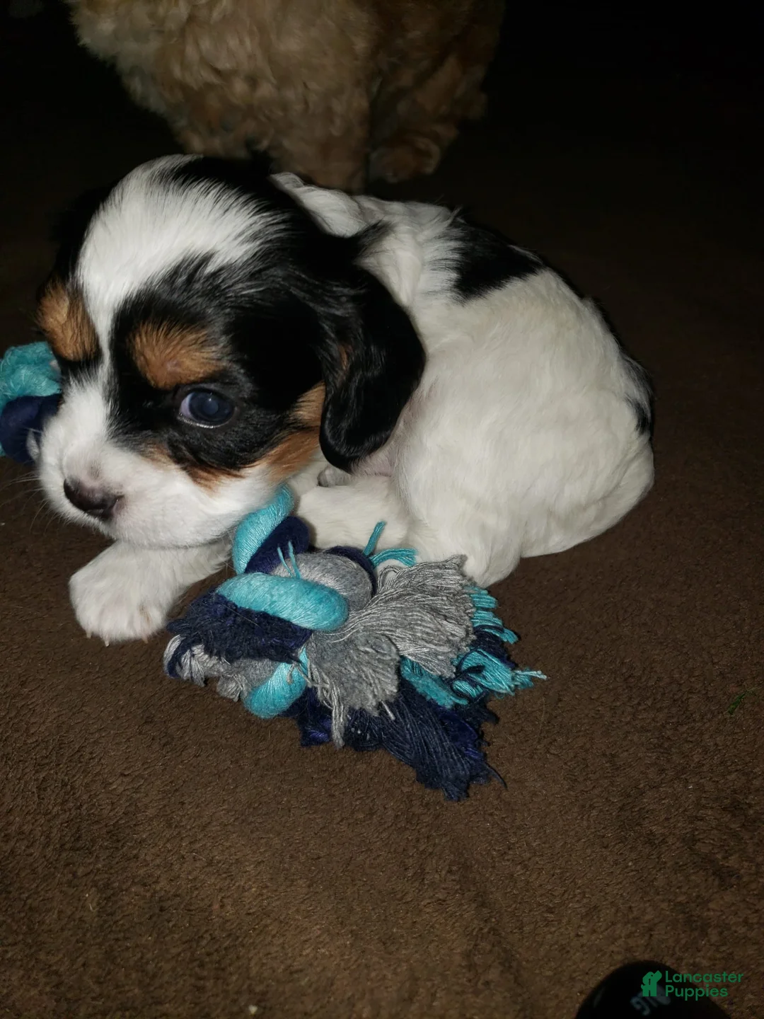 Gallery Image {{count}}