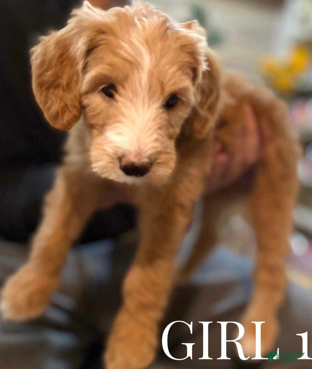 Mini Goldendoodle dogs for sale: Mini Goldendoodle Puppy 3 - Ad 3