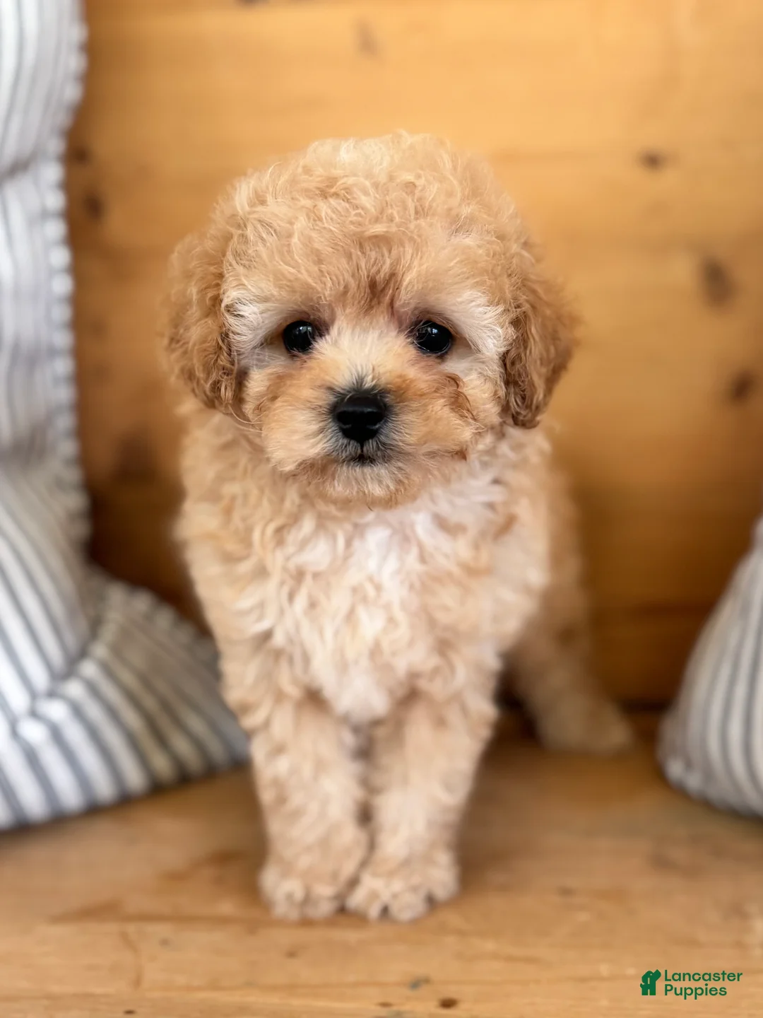 Maltipoo dogs for sale: Maltipoo Puppy 1 - Ad 7
