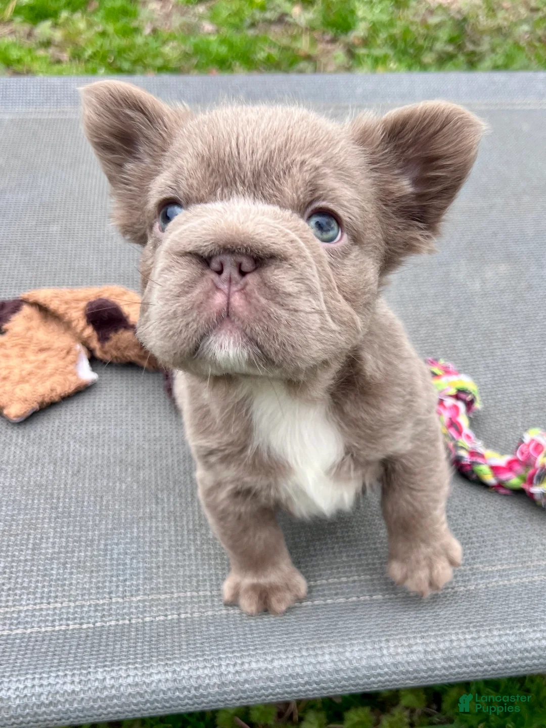 French Bulldog dogs for sale: Truffles Isabella Big Rope Fluffy - Ad 1