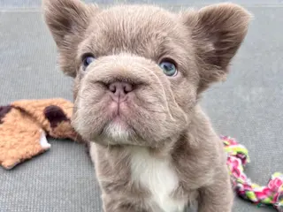 French Bulldog dogs for sale: Truffles Isabella Big Rope Fluffy - Ad 4