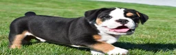 Beabull dogs for sale: Oscar - Ad 3
