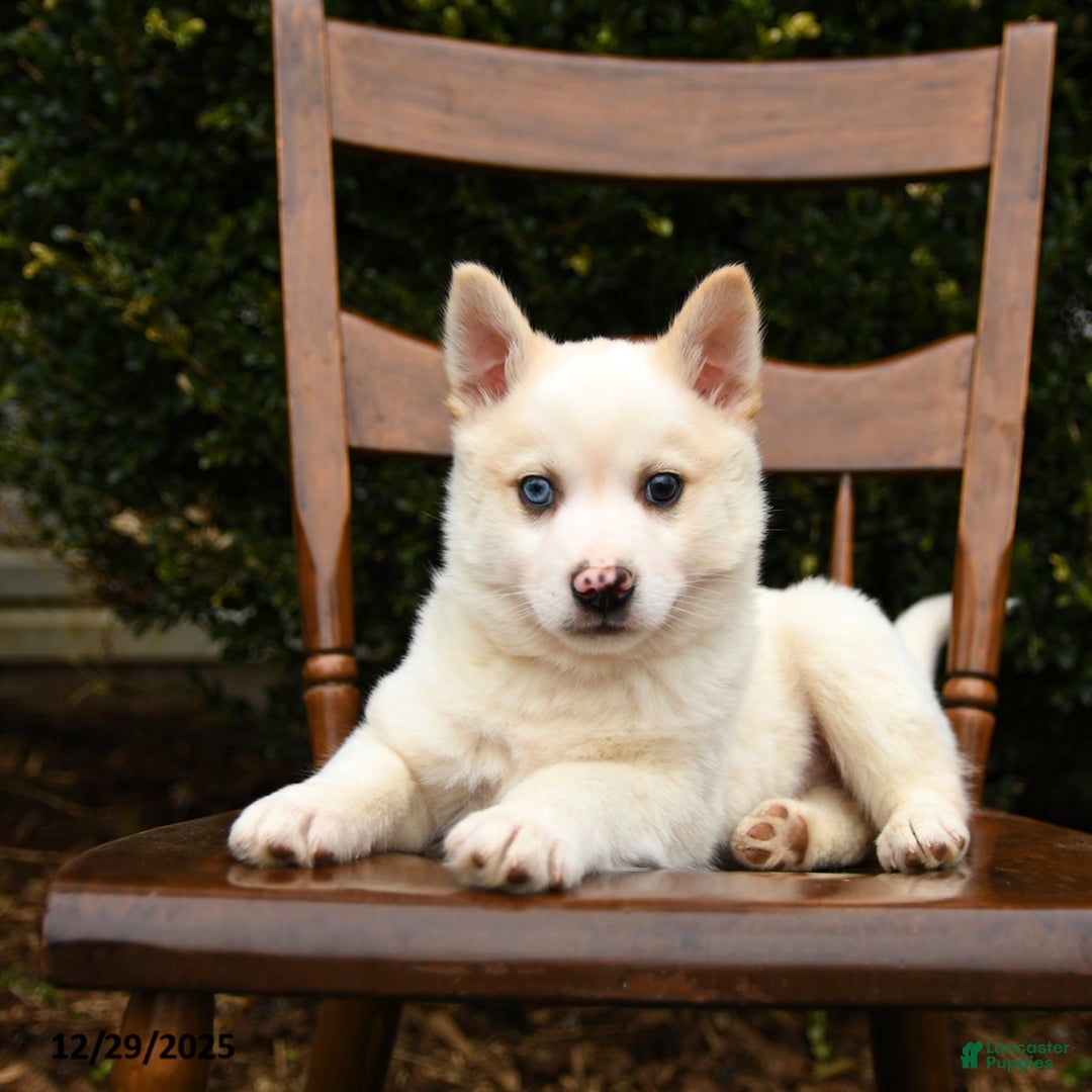 Mixed Breed dogs for sale: Ozme - Ad 2