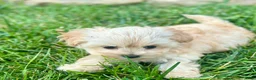 Maltipoo dogs for sale: Kelly - Ad 5