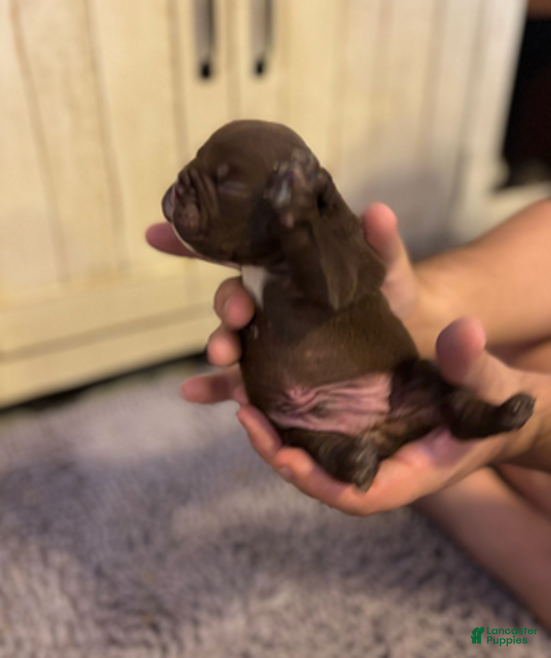 English Bulldog dogs for sale: Buggsy - Ad 2