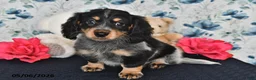 Miniature Dachshund dogs for sale: Ivy - Ad 5