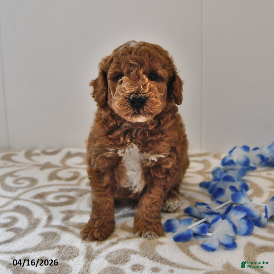 Mini Goldendoodle dogs Rocky - Ad 2
