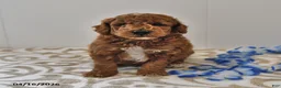 Mini Goldendoodle dogs for sale: Rocky - Ad 6