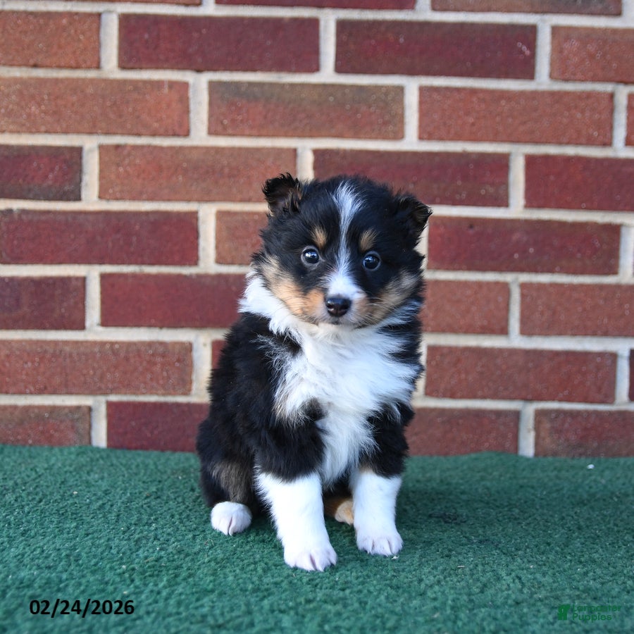 Shetland Sheepdog dogs Ace - Ad 2