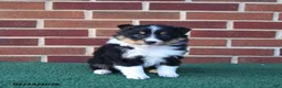 Shetland Sheepdog dogs for sale: Ace - Ad 2