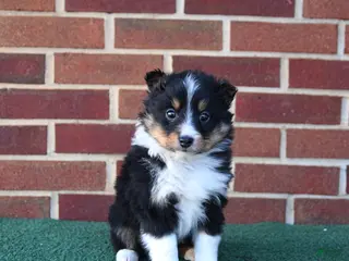 Shetland Sheepdog dogs for sale: Ace - Ad 3