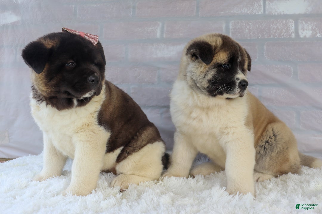 Akita dogs for sale: Trevor - Ad 39