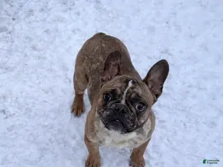 French Bulldog dogs French Bulldog Puppy 1 - Ad 21