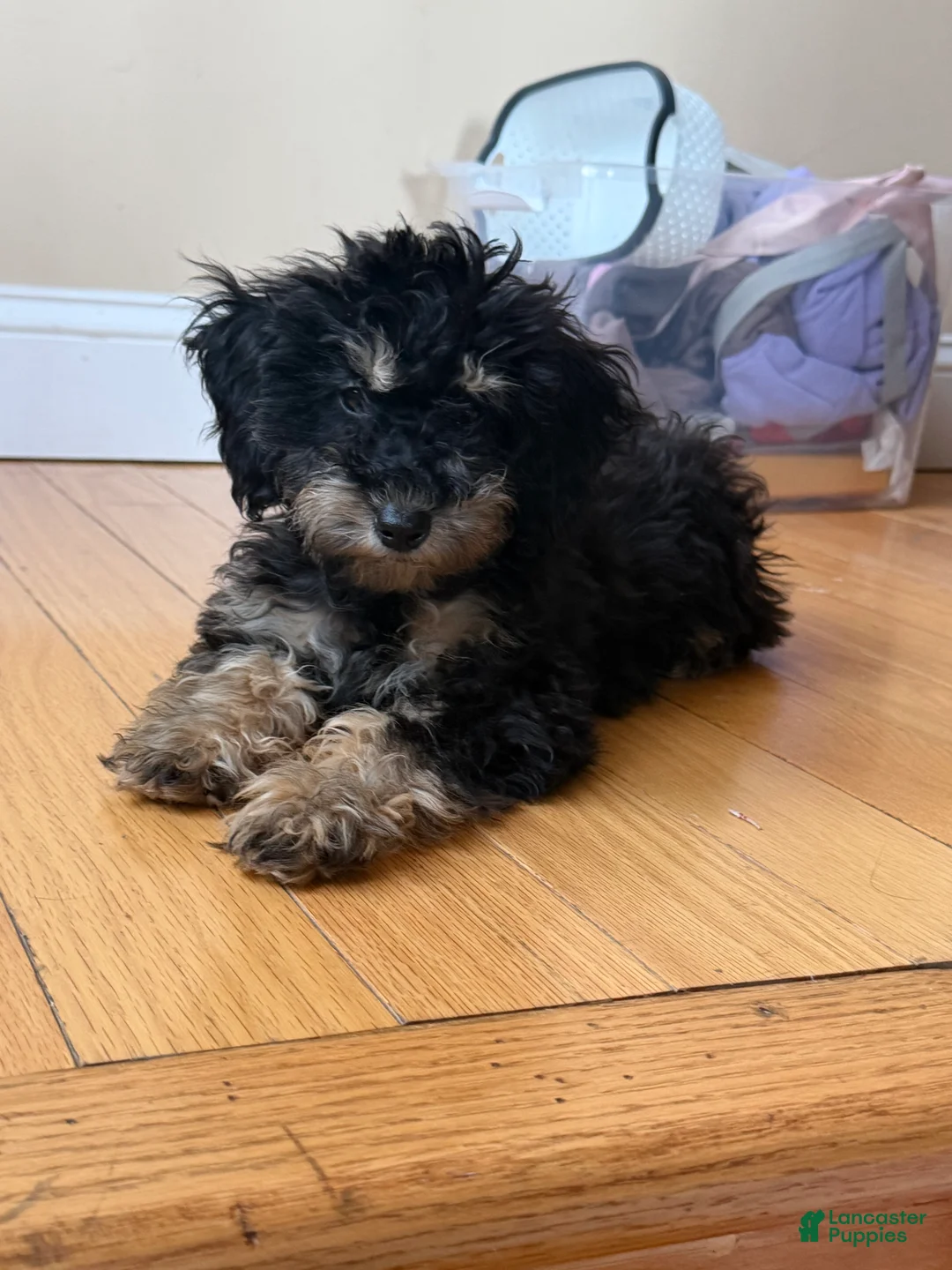 Toy Poodle dogs for sale: Toy Poodle 1 - Ad 4