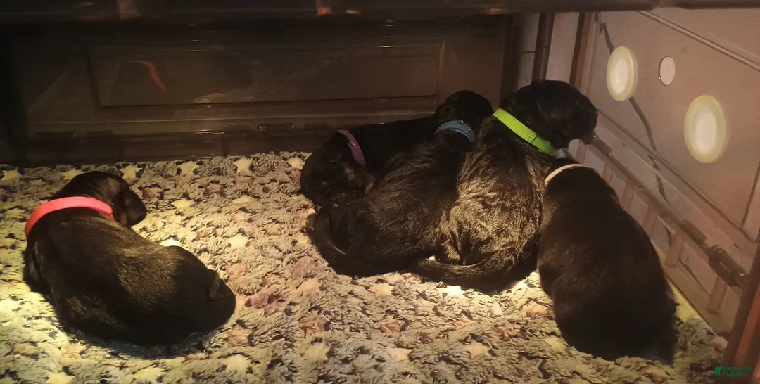 German Shepherd dogs for sale: German Shepherd 3 Lincoln - Ad 1