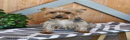 Mixed Breed dogs for sale: Roger - Ad 6