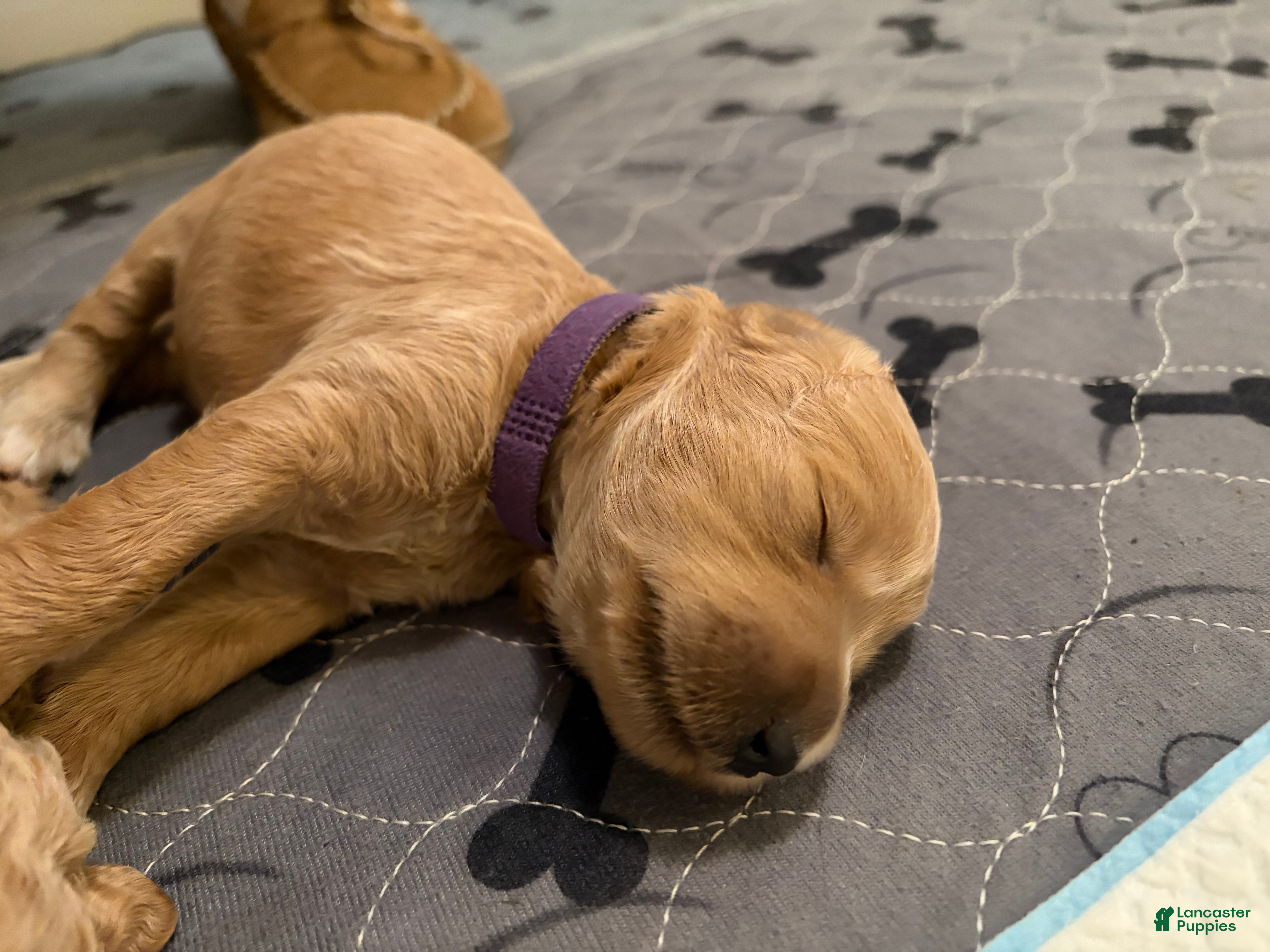 Goldendoodle dogs Sassy - Ad 1