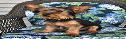 Yorkshire Terrier dogs for sale: Ranger - Ad 4