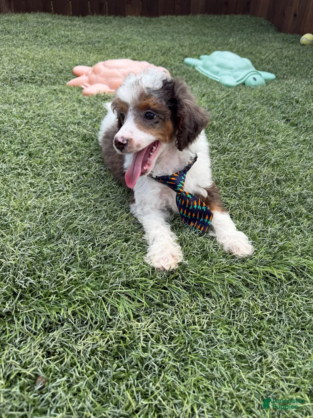 Miniature Poodle dogs for sale: Akc Clear 🧬 Tested Blue Merle  Phantom Parti- Bb - Ad 15