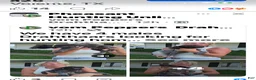 German Shorthaired Pointer dogs for sale: German Shorthaired Pointer 3 - Ad 2