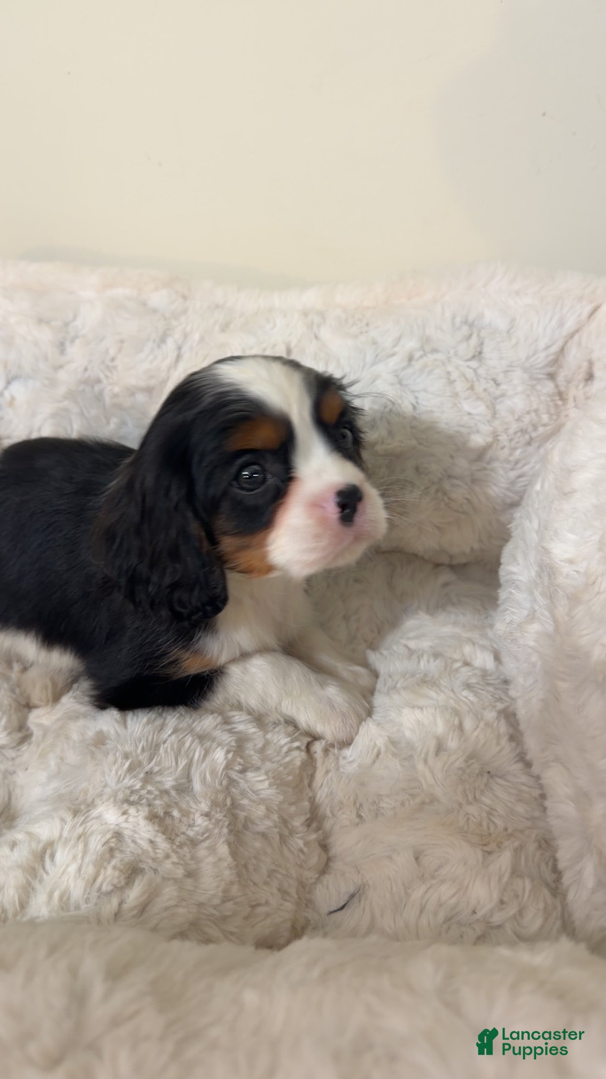 Cavalier King Charles Spaniel dogs Biscuit - Ad 18
