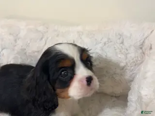 Cavalier King Charles Spaniel dogs Biscuit - Ad 18