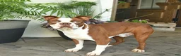 Boston Terrier dogs for sale: Ryder  - Ad 7
