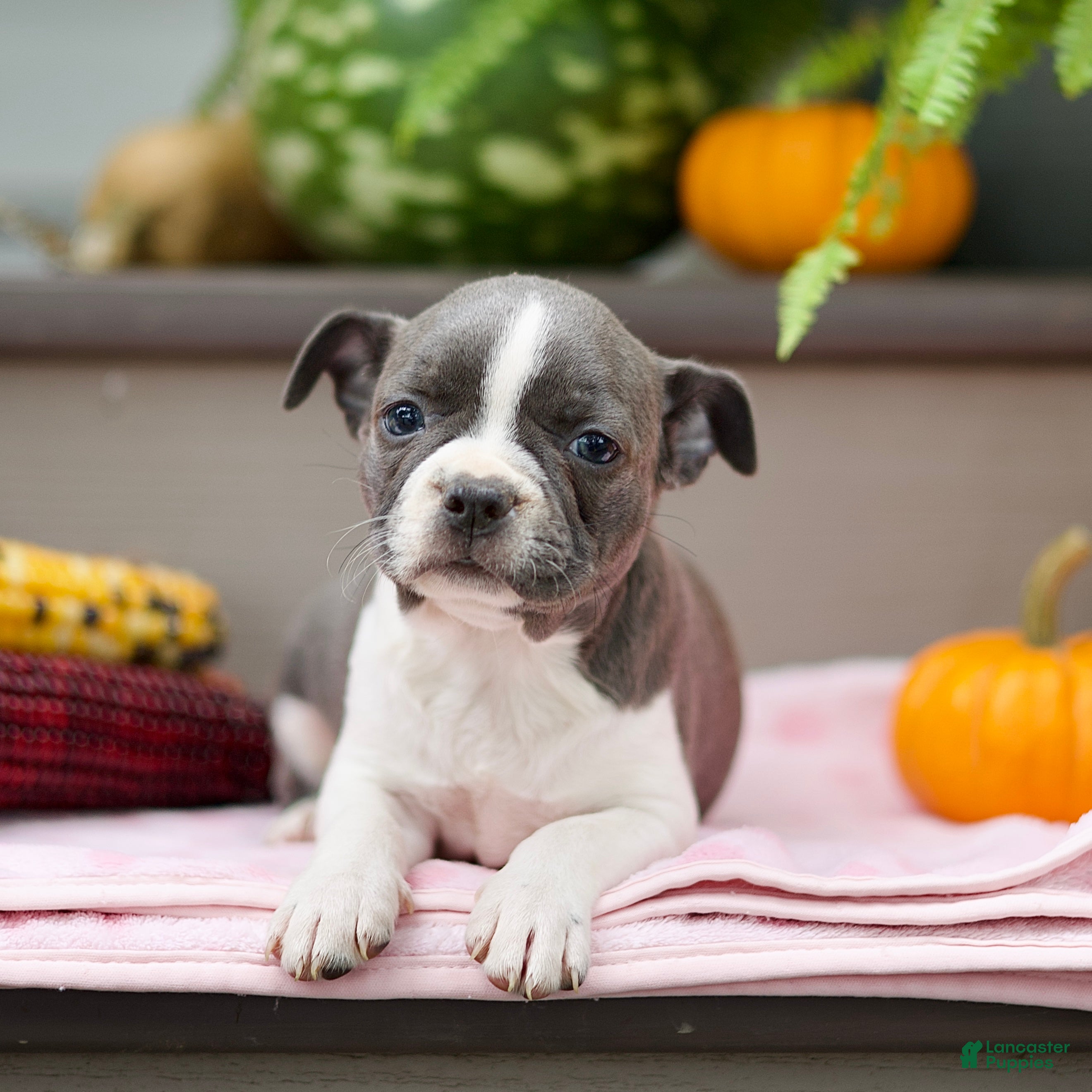 Boston Terrier dogs Riana - Ad 2