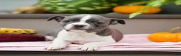 Boston Terrier dogs for sale: Riana - Ad 2
