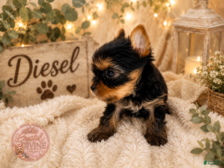 Yorkshire Terrier dogs Diesel - Ad 2