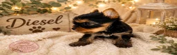 Yorkshire Terrier dogs for sale: Diesel - Ad 2