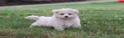 Maltipoo dogs for sale: Nora - Ad 8
