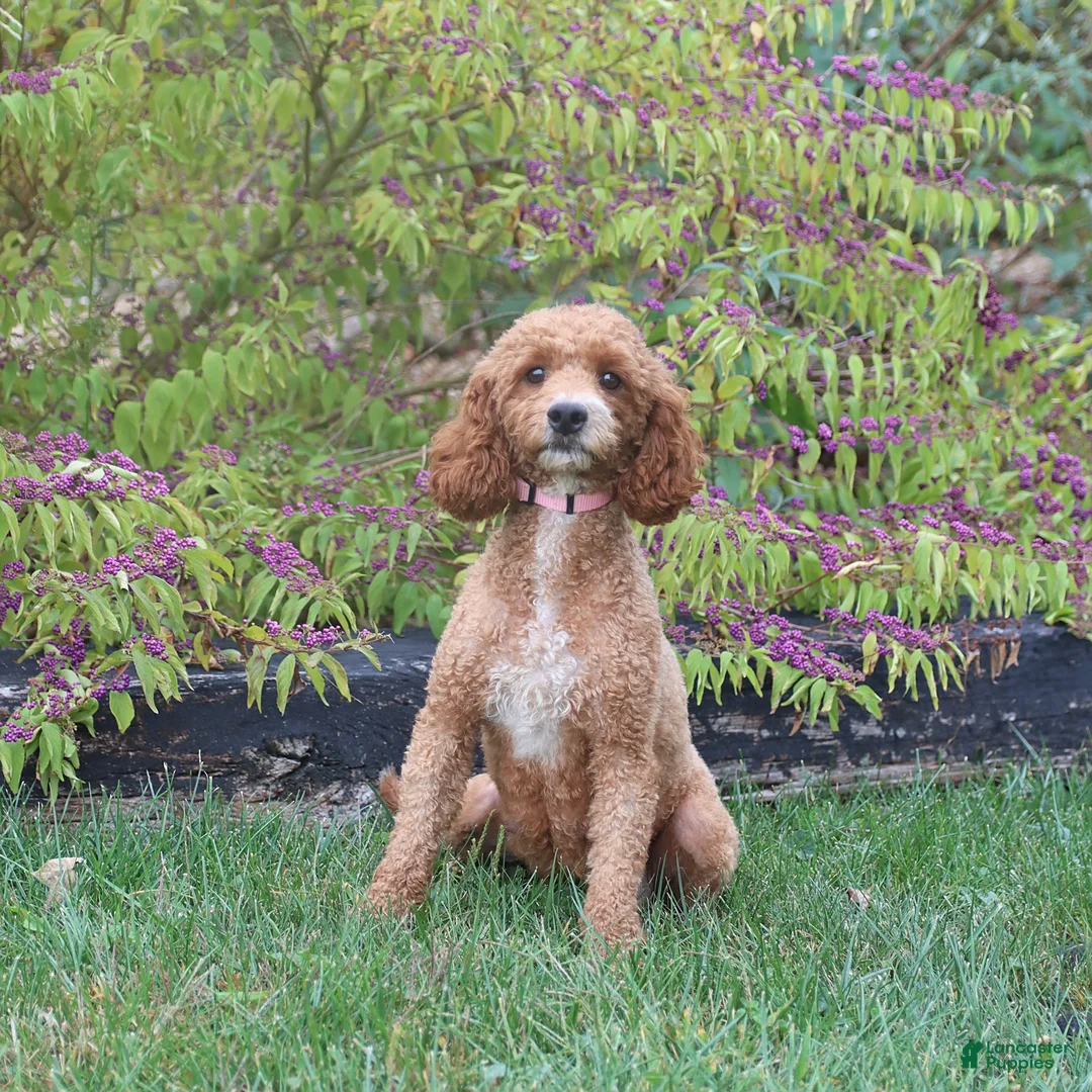 Cockapoo dogs for sale: Carter - Ad 29