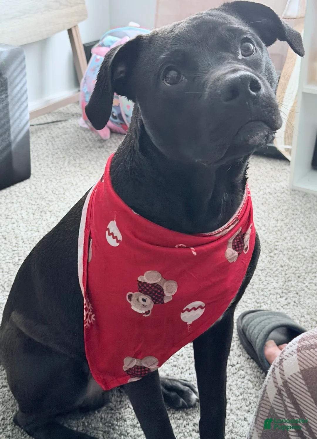 Mixed Breed dogs for sale: Mixed Breed Puppy 1 - Ad 1