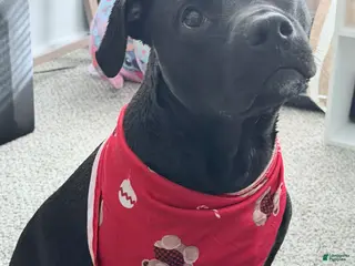 Mixed Breed dogs Mixed Breed Puppy 1 - Ad 12