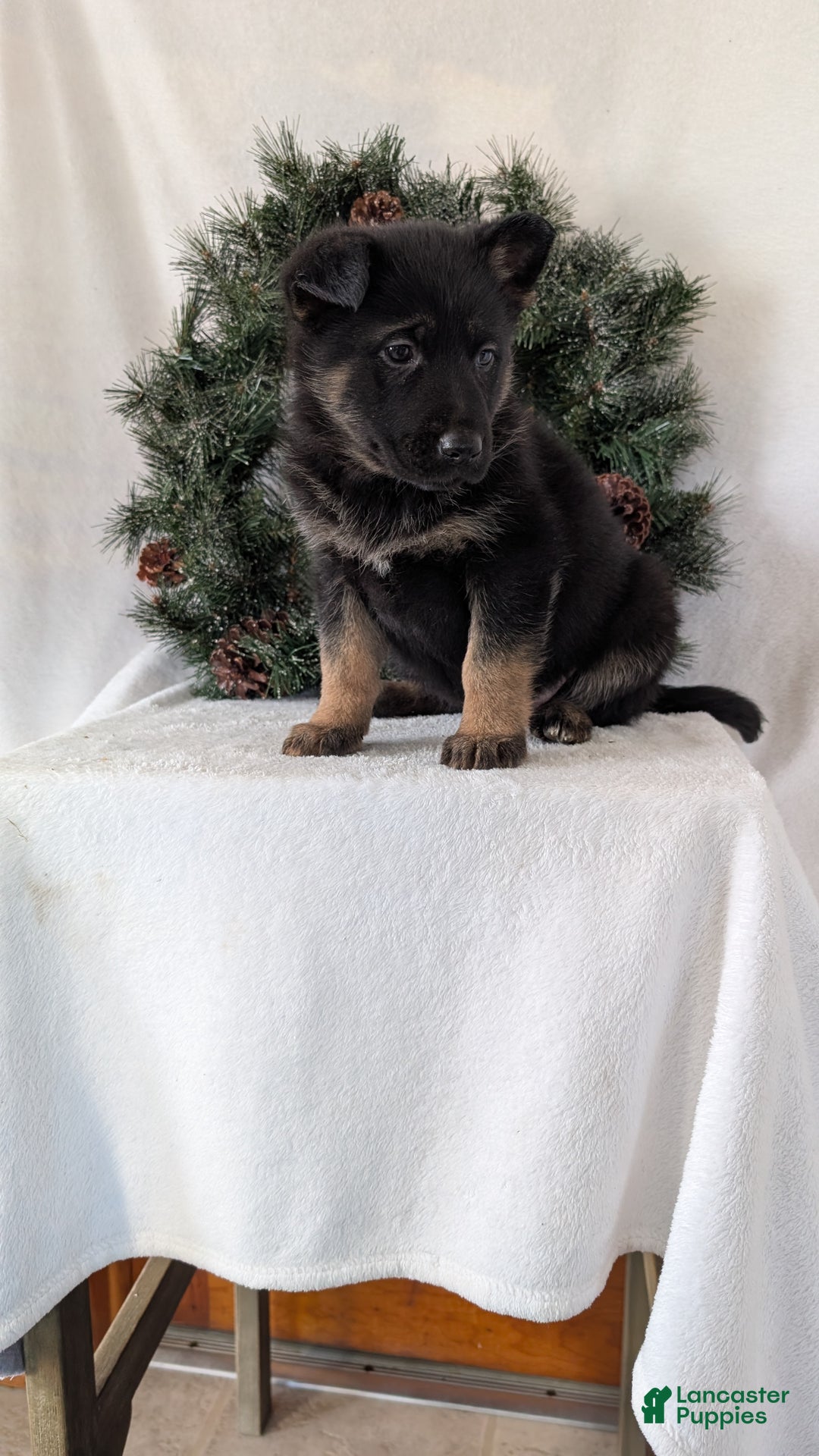 German Shepherd dogs for sale: Easton  - Ad 7